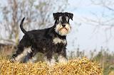 SCHNAUZER NAIN 048